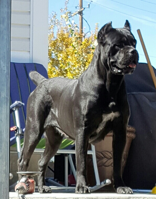 Cane Corso Breeder in Utah, Wasatch Mountain Cane Corsos